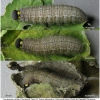carch alceae larva5 volg14